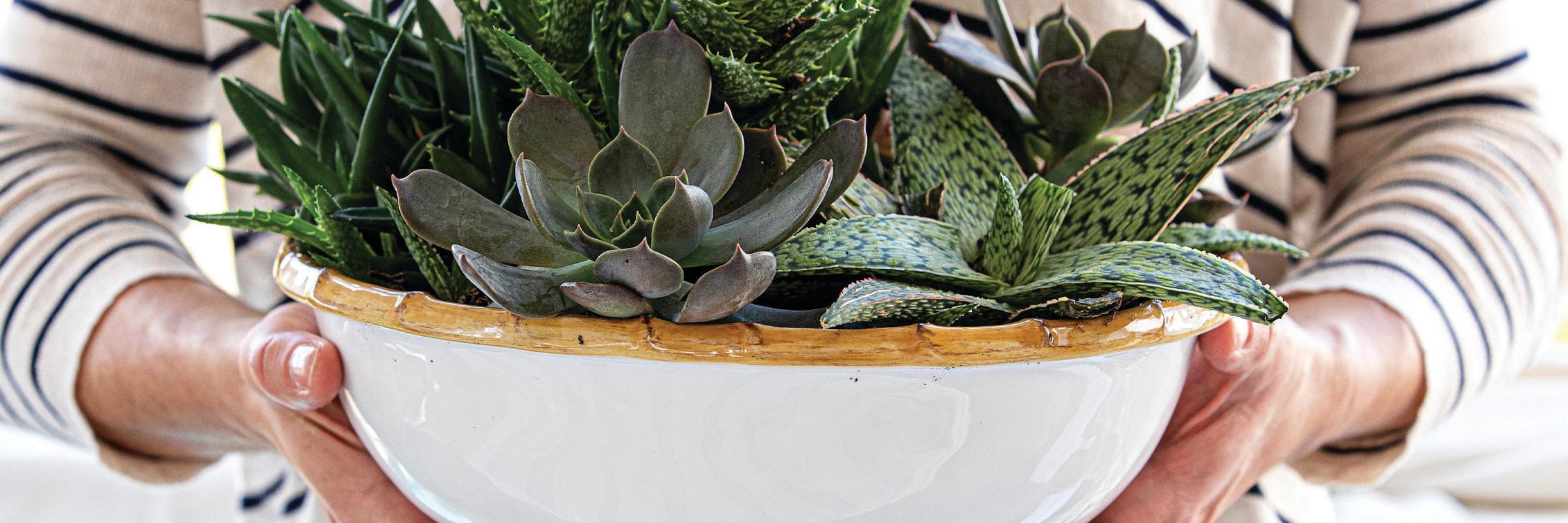 How To: Arranging Succulents