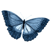 Butterfly Illustration
