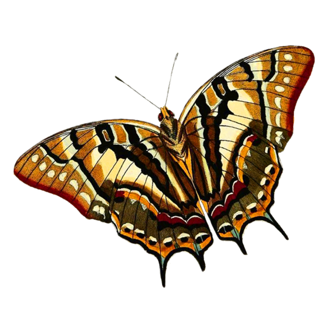 Butterfly with brown, black, and orange wings.