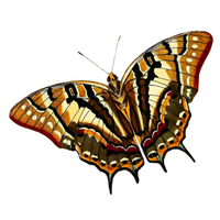 Butterfly with brown, black, and orange wings.