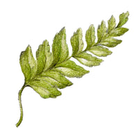 Leaf illustration