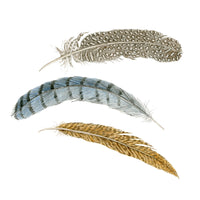 Three decorative feathers arranged vertically on a plain white background: a gray feather at the top, a pale blue feather with dark stripes in the middle, and a tan feather at the bottom.