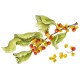 leaves and berries illustration