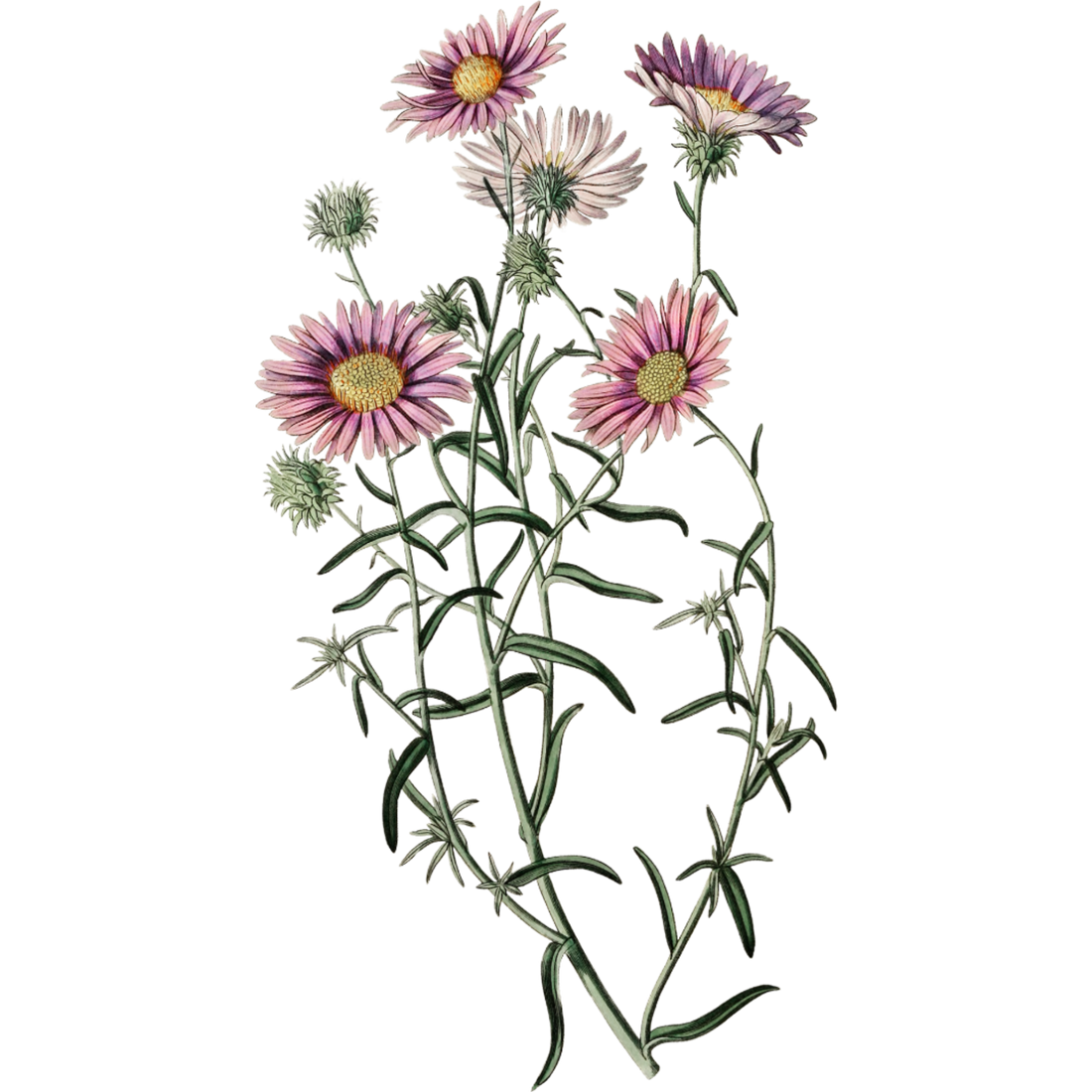 Illustration of pink flowers with green stems on a white background