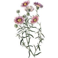 Illustration of pink flowers with green stems on a white background