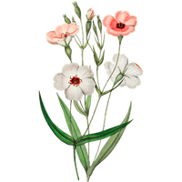 Illustration of pink and white flowers with green leaves on a white background