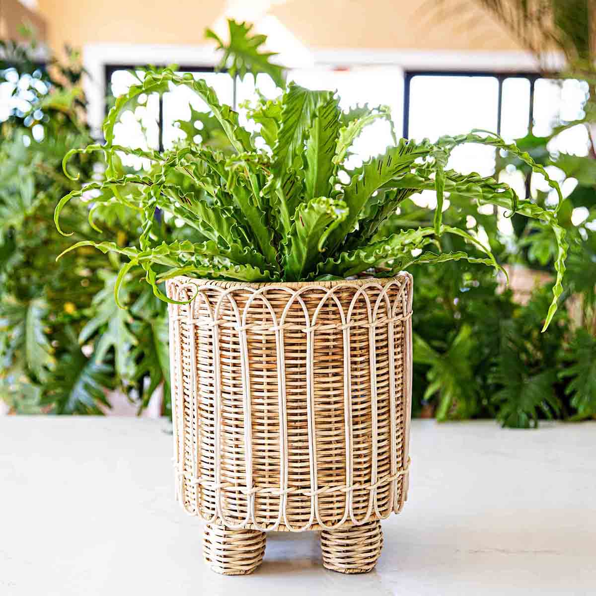 indoor round planter Juliska Provence Rattan 8" Round Planter