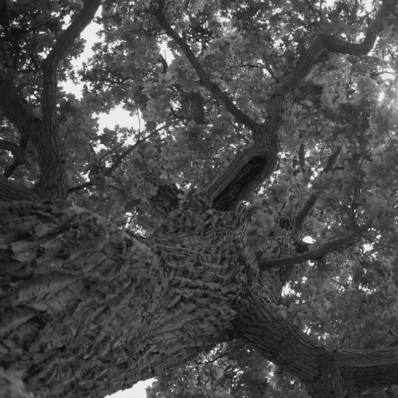 Load video: Video of Blenheim Oak Collection Being Made