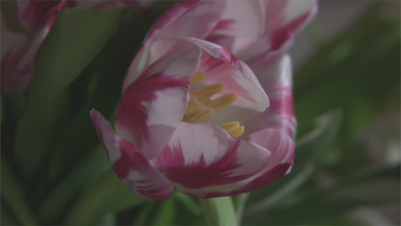 Load video: Capucine de Wulf discussing the history and design of the Tulipiere Vase.